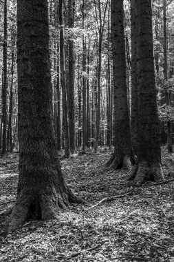 Güzel sonbahar orman manzarası.