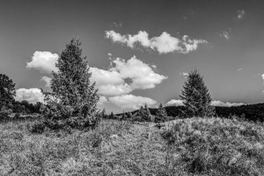 Ormandaki ağaçların gri tonlu görüntüsü