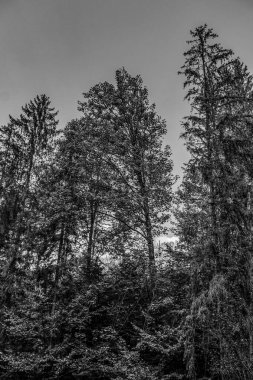 Ağaçlı ve dağlı ormanın siyah beyaz fotoğrafı