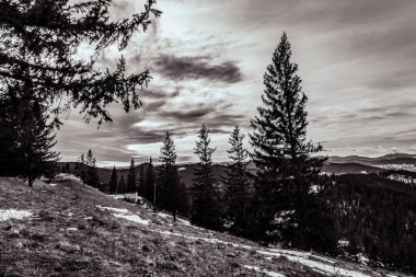 Karla kaplı ağaçlarla kaplı kış manzarası