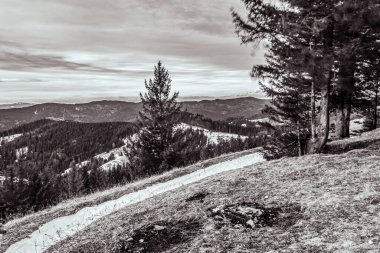 Kışın tepedeki ağaçların dikey çekimi.