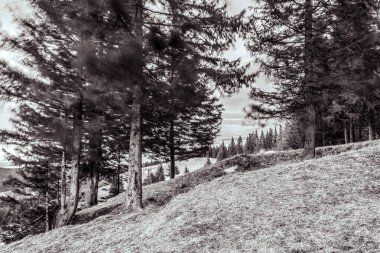 Dağlarda kış ormanı