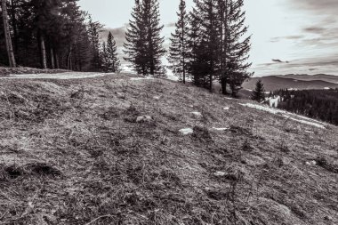 Tepede kar ve köknar ağaçları olan kış manzarası