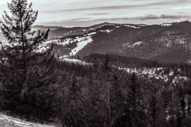 Arka planda siyah beyaz bir dağ sırası olan güzel bir orman görüntüsü.