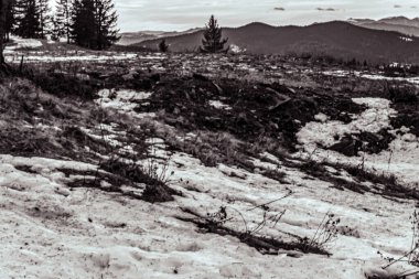 Çam ağacı ve tepeli bir dağ manzarasının gri renkli bir görüntüsü.