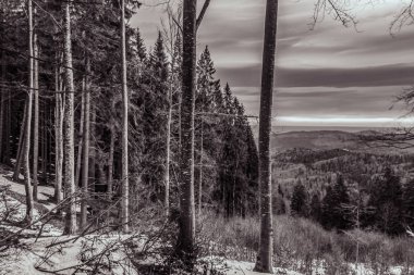 Kışın siyah beyaz karla kaplı orman