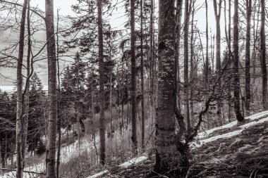 Karla kaplı ağaçlarla kaplı kış ormanı