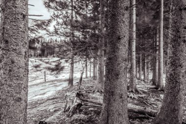 Ormandaki bir ağacın gri renkli görüntüsü.