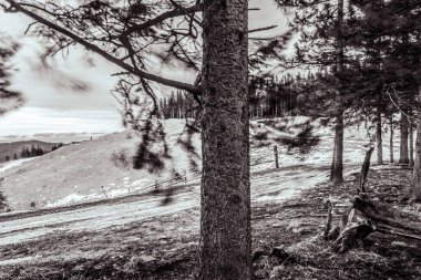 Karla kaplı köknar ağaçları ile güzel kış manzarası