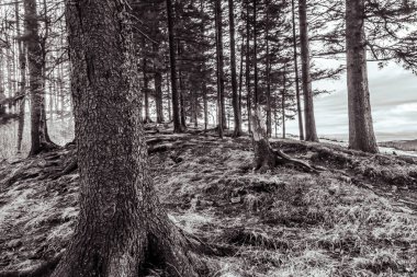 Doğanın güzel manzarası