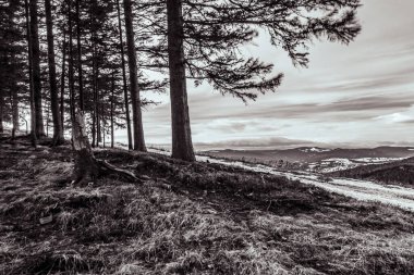 Ağaçların ve bulutlu gökyüzünün arasından geçen güzel bir dağ yolu görüntüsü.