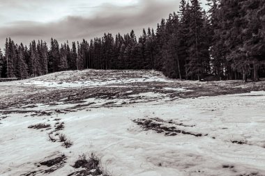 Tepedeki karlı ormanın güzel bir görüntüsü.