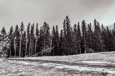 Ağaçlar ve ormanlarla dolu güzel kış manzarası