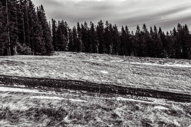 Ormandaki yolda siyah beyaz kar.