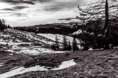 Ağaçlar ve kayalarla kaplı karlı bir arazinin dikey görüntüsü.