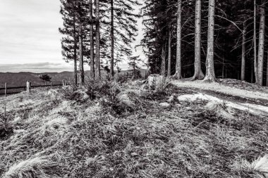 Bir ağaçla ormanın gri tonlu görüntüsü.