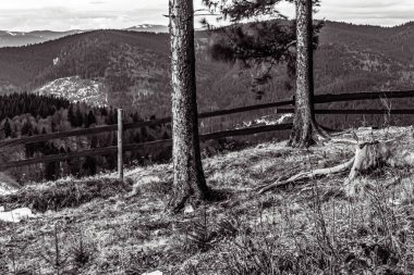Ormanın güzel manzarası ve arka planda dağlar.
