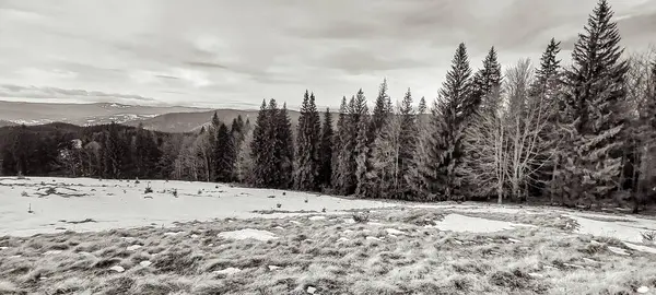 Ağaçlar ve karla kaplı güzel kış manzarası