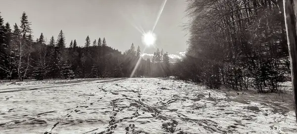Orman, Karpatlar, Doğa Fotoğrafları - Avrupa, Doğu Avrupa, Romanya 