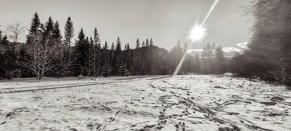 Dağlardaki bir kış ormanının güzel bir görüntüsü.