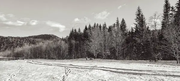 Ormanın ortasındaki bir yolun gri tonlu görüntüsü.