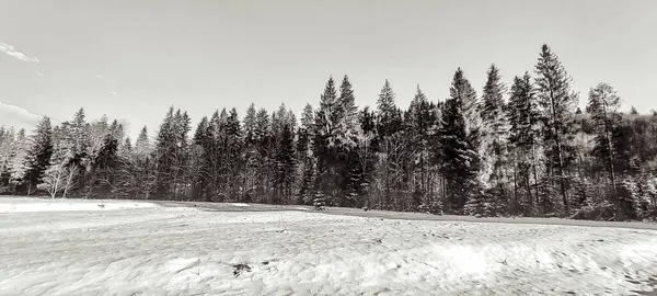 Karla kaplı ağaçlarla kaplı kış manzarası