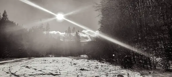 Kış ormanı ve ağaçlar