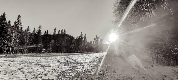 Karlı kış ormanı