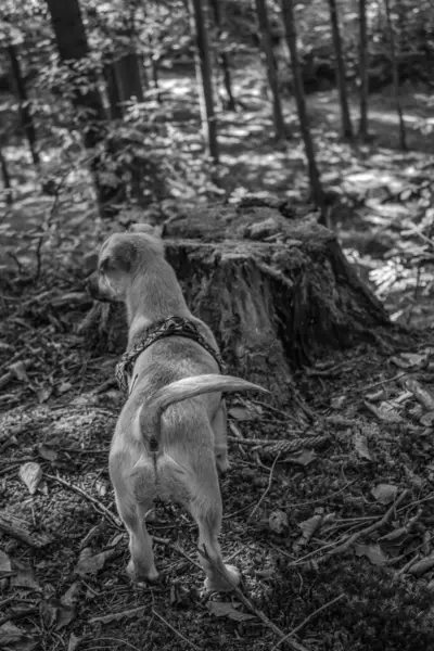 bir köpeğin siyah beyaz fotoğrafı.