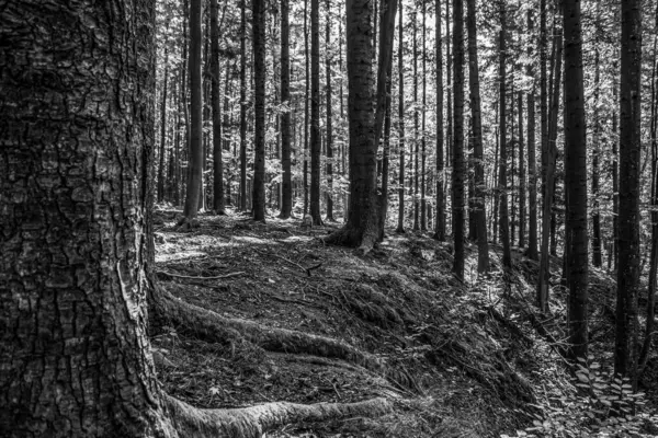 Ağaclı Karanlık Orman