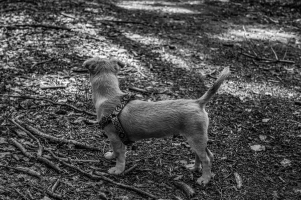 Sevimli küçük köpek yavrusu