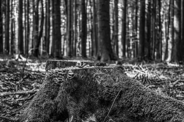 Kara Orman 'daki kütük