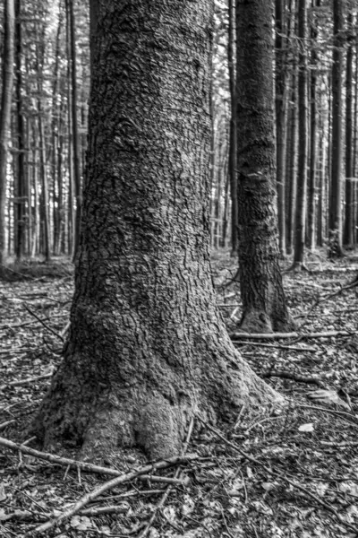 Ormandaki yaşlı meşe ağacı