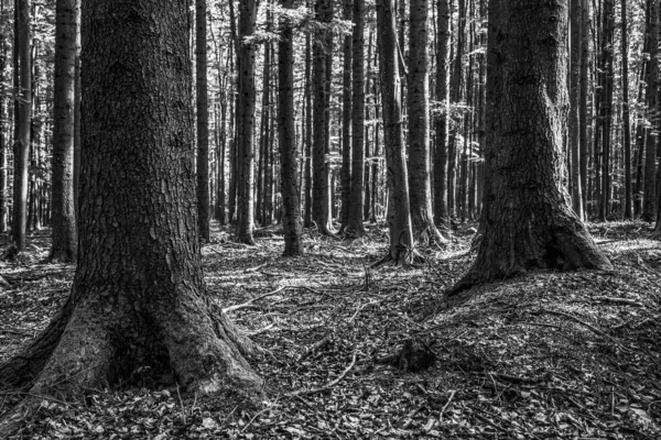 Sonbaharda siyah ve beyaz orman