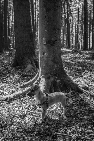 Köpek Jack Russell Terrier 'ı ormanda yetiştiriyor.