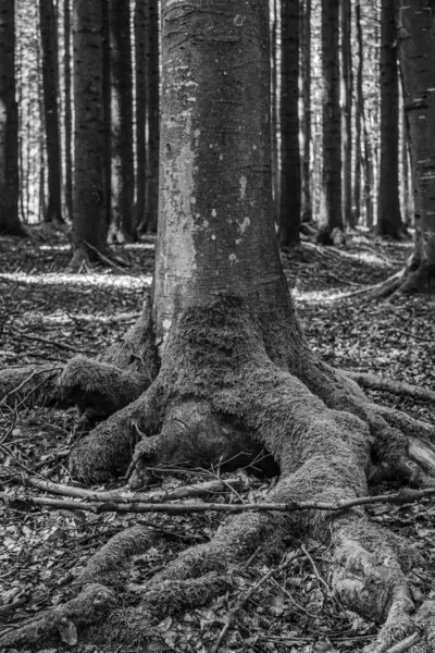 bir ağacın siyah beyaz fotoğrafı