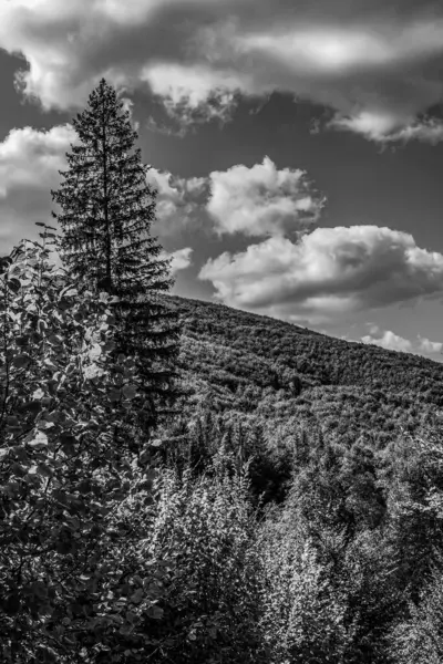 Güzel bir dağ manzarasının siyah beyaz fotoğrafı