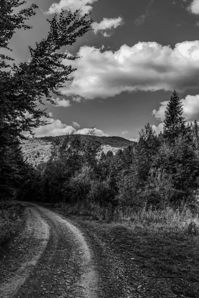 siyah ve beyaz bir dağ yolu resmi bir ağaç ile
