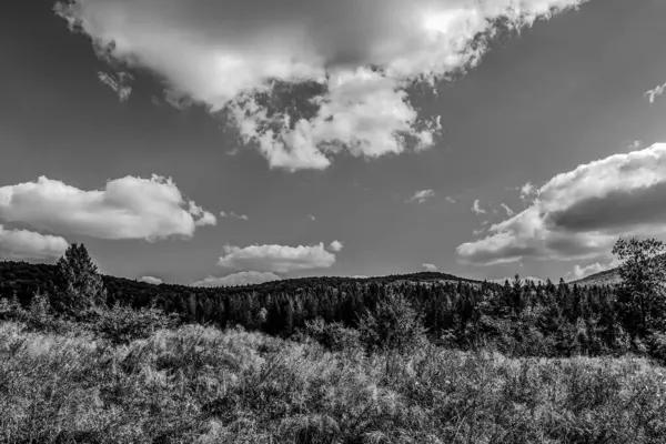 Ağacı olan güzel bir manzara