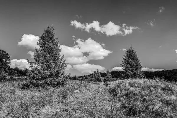 Ormandaki ağaçların gri tonlu görüntüsü