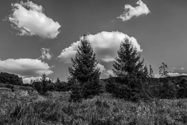Ormandaki güzel manzaranın siyah beyaz fotoğrafı.