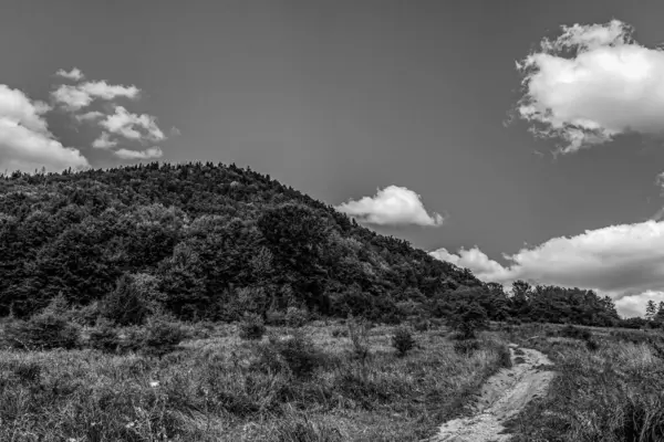 Bulutlu bir günde ağaçlarla çevrili güzel bir dağ yolu görüntüsü.