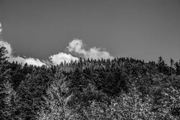 Ormanda siyah beyaz bulutlar