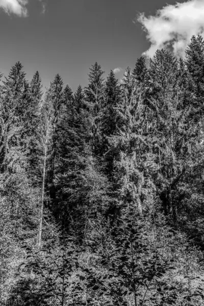Dağlardaki bir çam ormanının siyah beyaz fotoğrafı