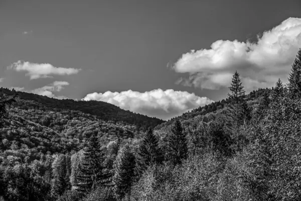 Karpat Ormanı 'ndaki siyah beyaz dağ