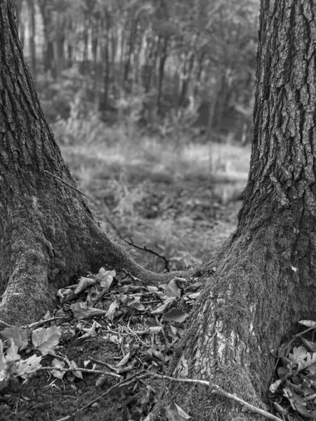 Yaşlı ağaç kütüğü ormanda devrilmiş, siyah ve beyaz.