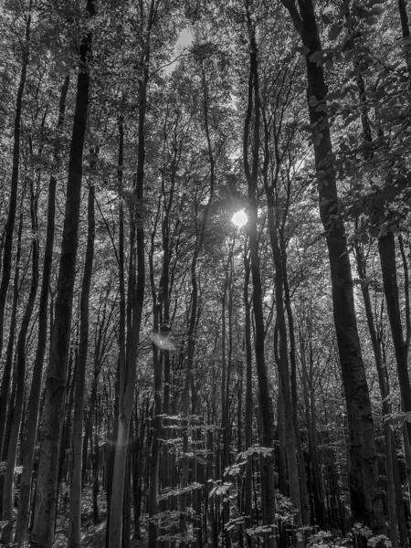 Ormanın güzel manzarası