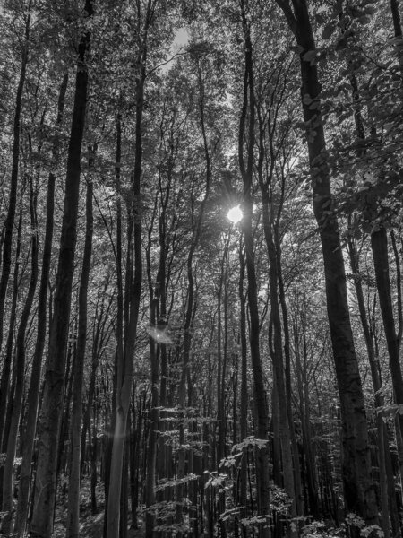 прекрасный вид на лес