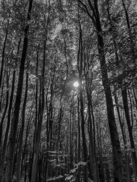black and white picture of a beautiful forest