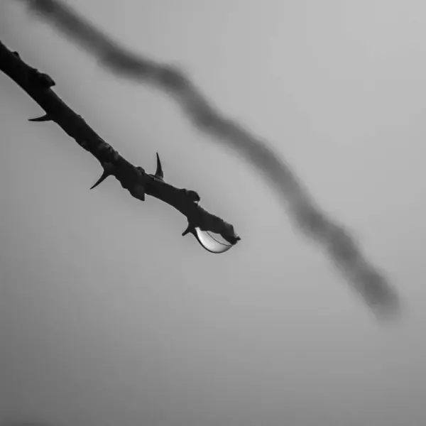 Su damlaları olan ağaç dalı, doğa flora